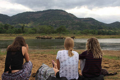 Elefantenbeobachtung aus sicherer Entfernung