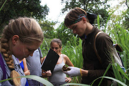 Sammlung von Daten zu den Elefanten