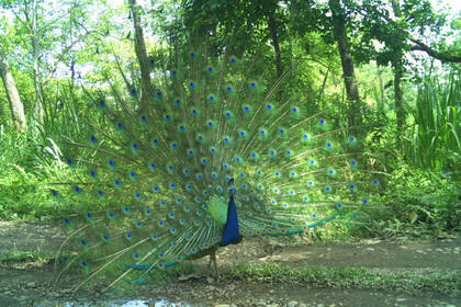 Pfau löst die Kamerafalle aus