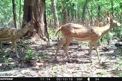 Deer trigger the camera trap