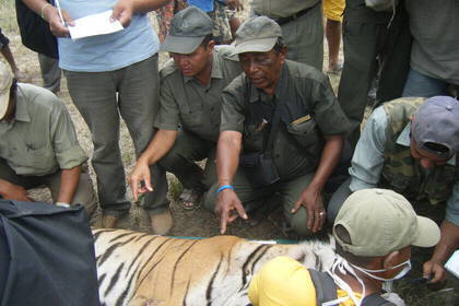Ein betäubter Problem-Tiger wird umgesidelt