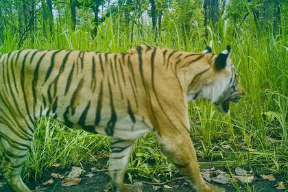 Ein Tiger löst eine Kamerafalle aus