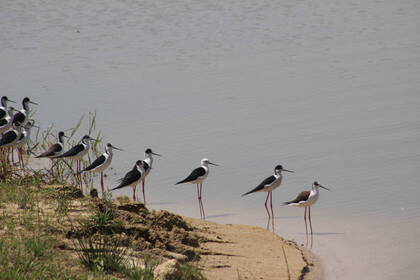 Tierwelt in Dhanusha