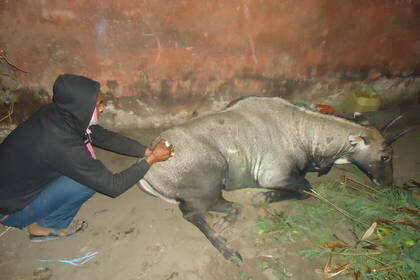 Eine verletzte Nilgauantilope wird behandelt