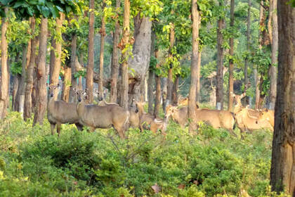 Eine Gruppe Nilghai (Nilgauantilopen)