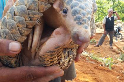 A pangolin is released