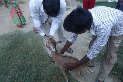 Gerettetes Blue Bull-Kitz wird gefüttert