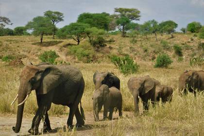 Elephants in the national park