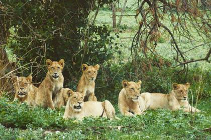 Lions in the national park