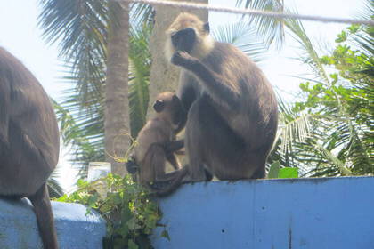 Hanuman-Langur