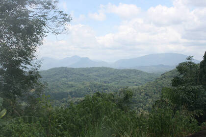 Forest area in Sri Lanka