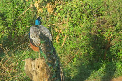 Wild peacock