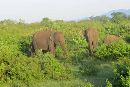 Wild elephants in a field