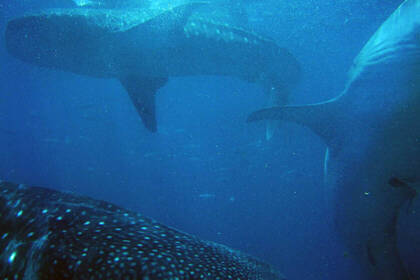 Haie in südafrikanischen Gewässern 