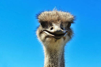 Strauß auf Straußenfarm