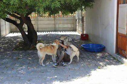 Freiwilligendienst im Tierheim Südafrika