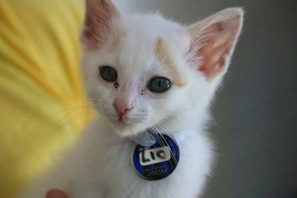 Freiwilligendienst Tierschutz Kapstadt Südafrika