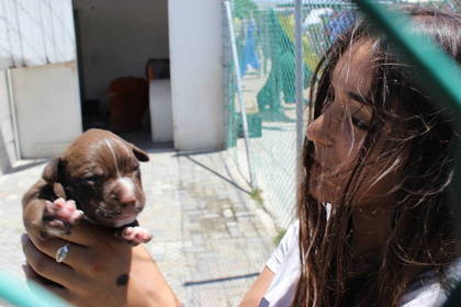 Hunde Freiwilligenarbeit Südafrika