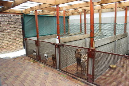 Hundeheim Freiwilligenarbeit Südafrika