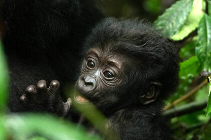 Volunteering with gorillas in Uganda