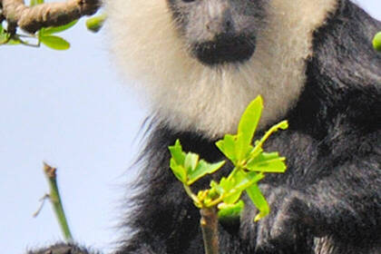 Affen schützen in Ghana