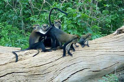 Tierschutz in Ghana