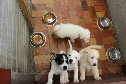 Tierschutz Volunteer Kapstadt