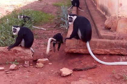 Volunteering im Schutzgebiet in Ghana