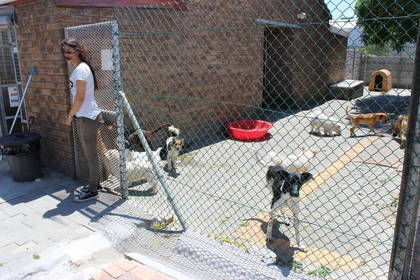 Animal Protection Volunteer South Africa