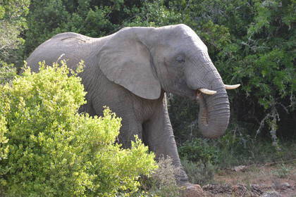 Addo National Park