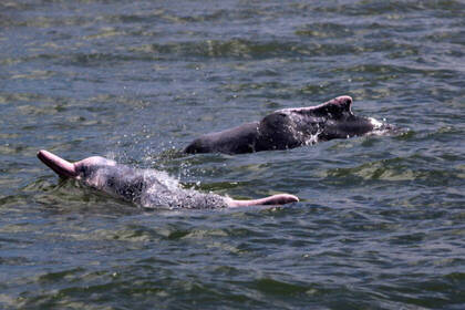 Rarely pink dolphins in the lagoon