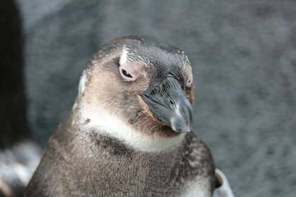Freiwilligendienst South Africa Seabirds Penguin