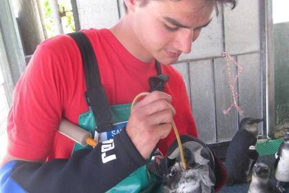 Meerestiere Schutz Freiwilligenarbeit