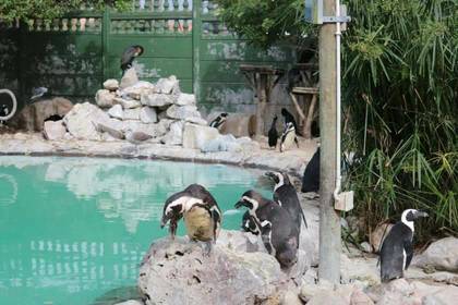 Pinguin Freiwilligenarbeit Afrika