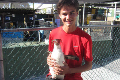 Pinguin Freiwilligenarbeit Südafrika