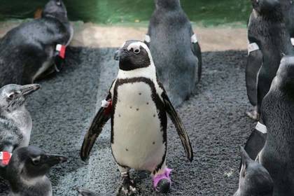 Tierschutz Pinguin Volunteer Kapstadt