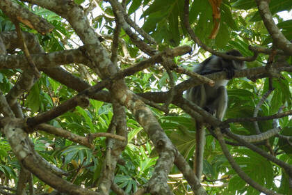 Zanzibar: monkey in the national park