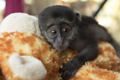 Affen Südafrika Kapstadt