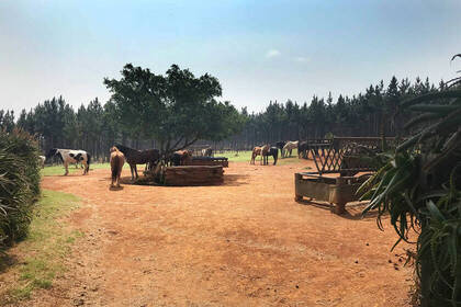 Volunteer work in the horse project in South Africa