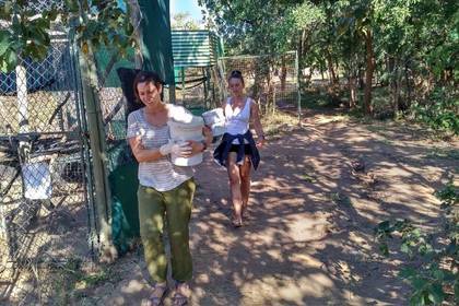 Freiwilligenarbeit im Ausland Tiere