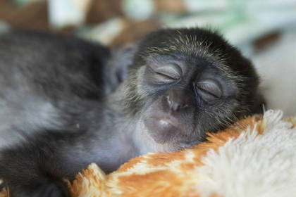 Freiwilligenarbeit mit Affen Südafrika