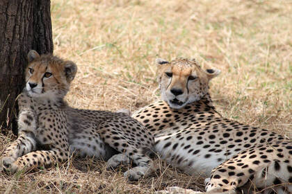 Cheetahs while relaxing