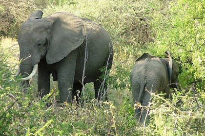 Elephants in the Mikumi National Park