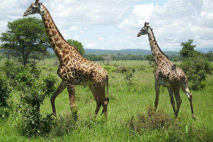 Giraffes in the national park