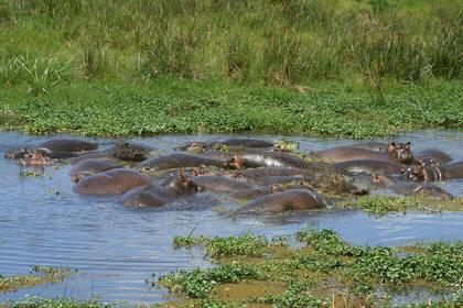 Hippos while bathing
