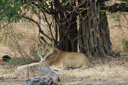 Löwin im Mikumi-Nationalpark
