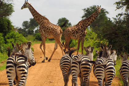 Zebras and giraffes