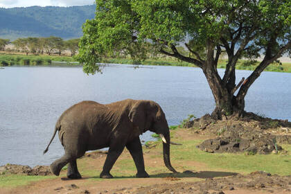 Elephant in the national park