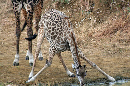 Giraffe baby while drinking