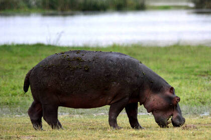Hippopotamus while grazing